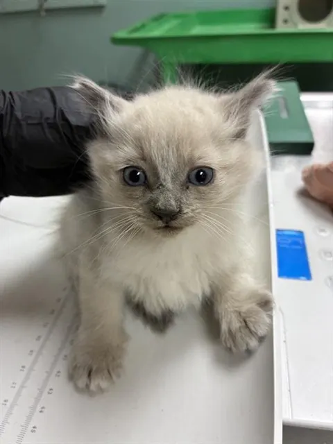 Adoptable Cat