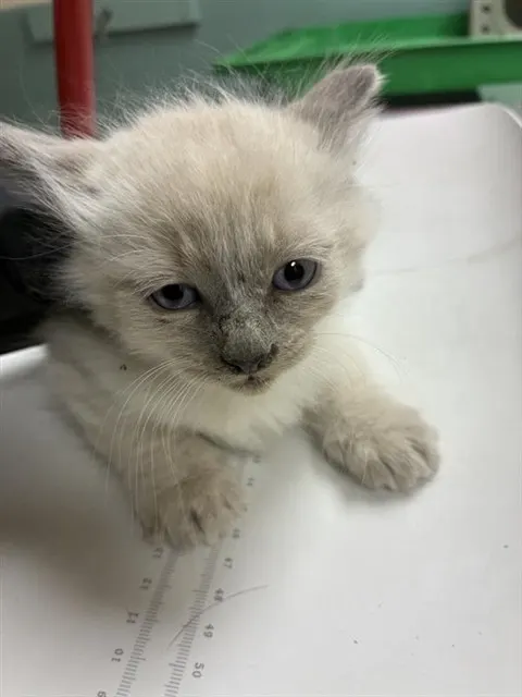 Adoptable Cat