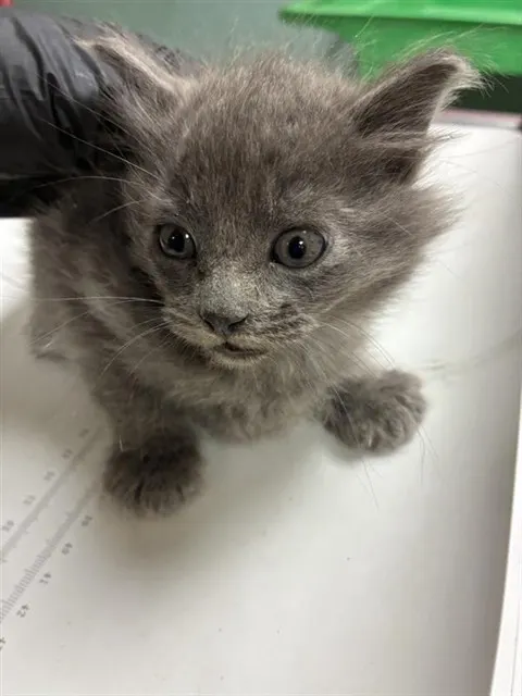 Adoptable Cat