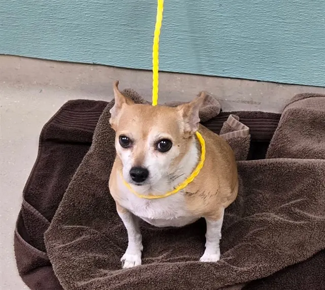 Chico