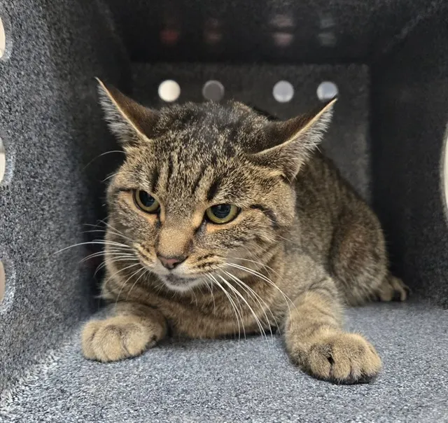 Adoptable Cat