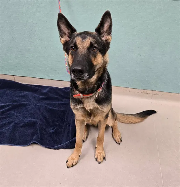 Mac