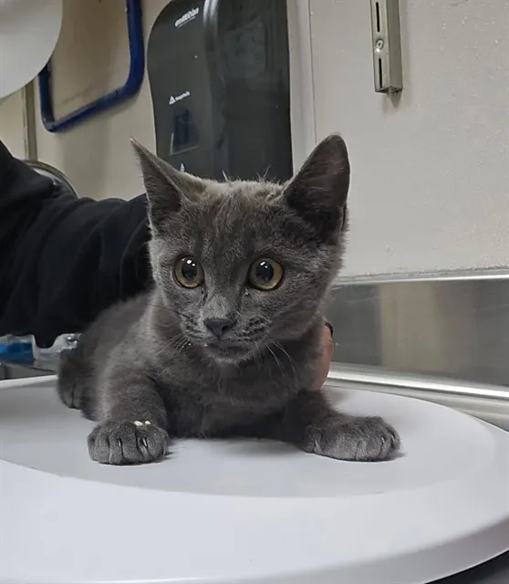 Adoptable Cat