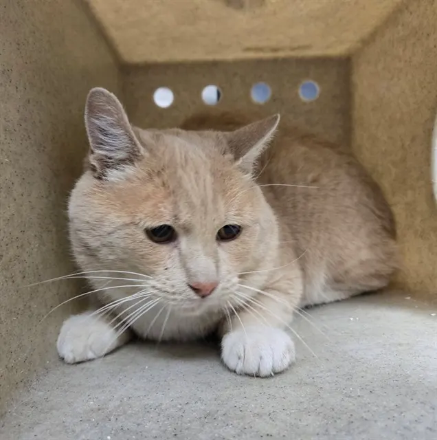 Adoptable Cat