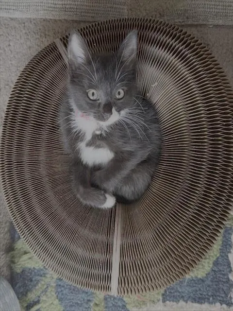 Megatron