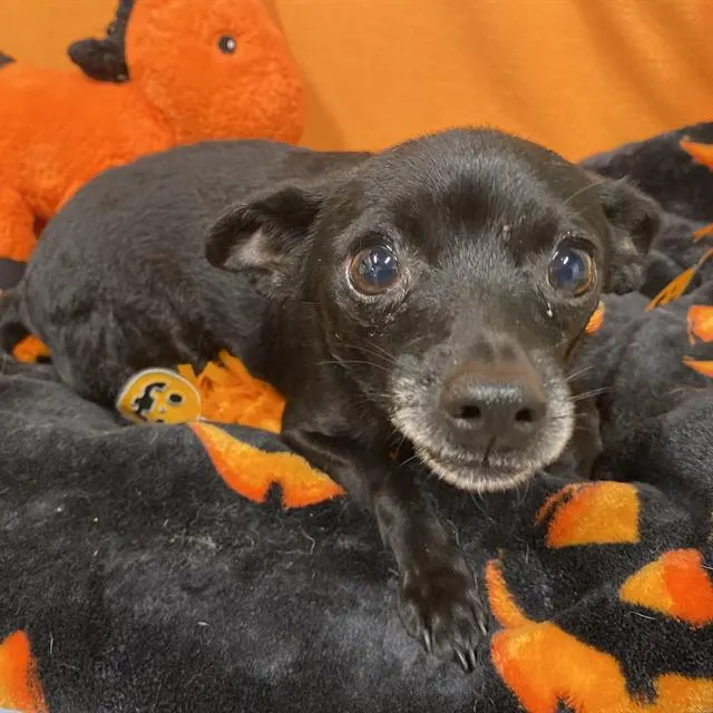 Adoptable Dog