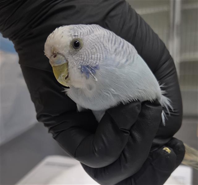 Adoptable Bird