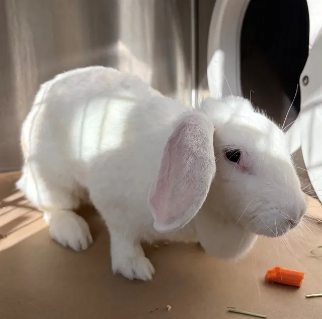 Marshmallow