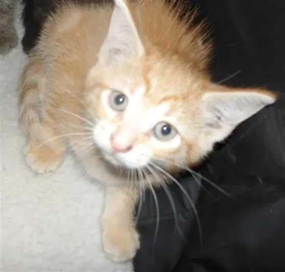 Adoptable Cat