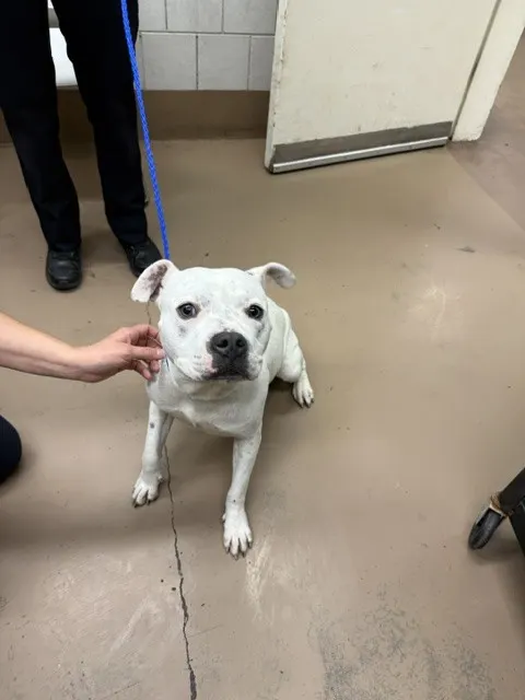 Adoptable Dog