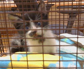 *Bandit