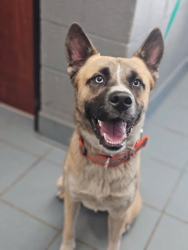Adoptable Dog