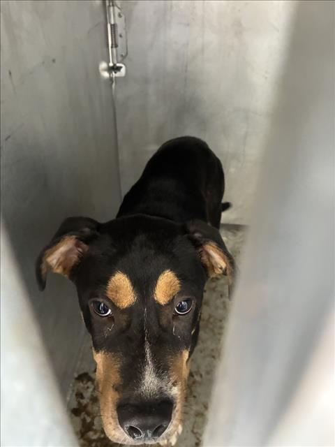 Adoptable Dog