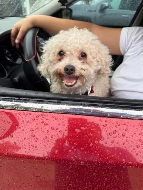 Adoptable Dog