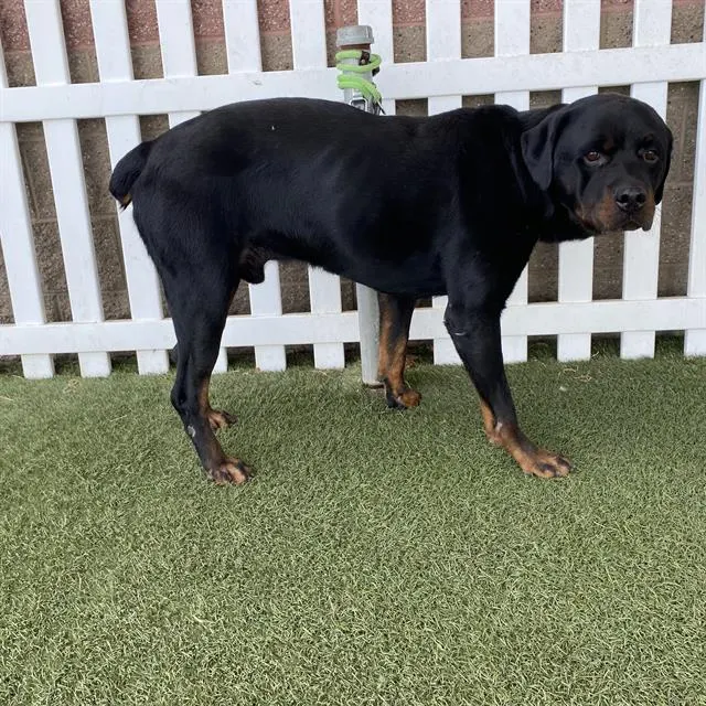 Adoptable Dog