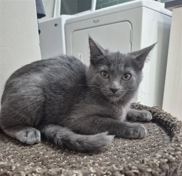 Simon