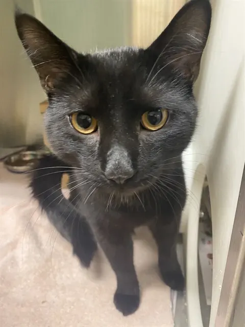 Binx