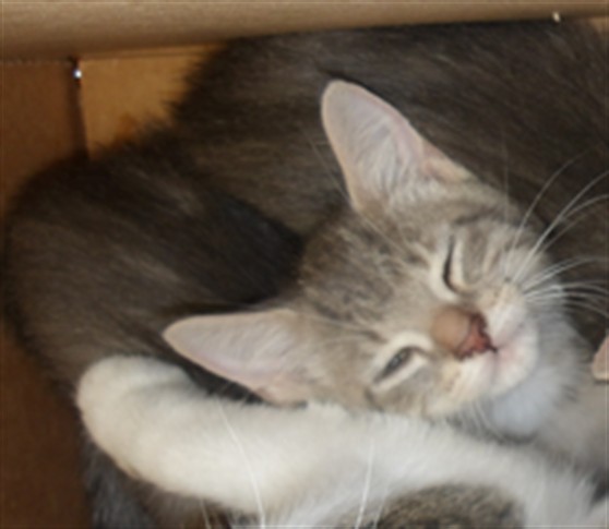 Adoptable Cat