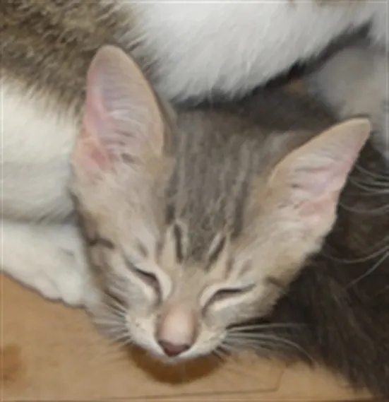 Adoptable Cat