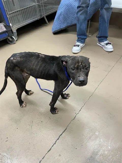 Adoptable Dog