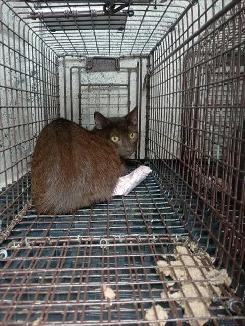 Adoptable Cat