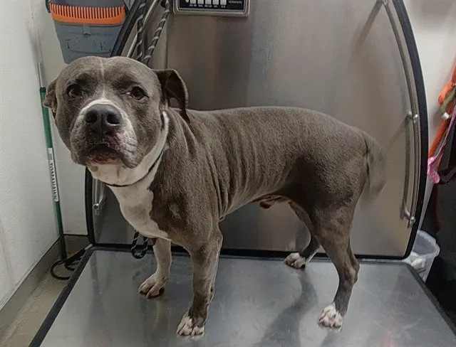 Adoptable Dog