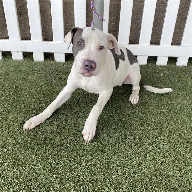 Adoptable Dog