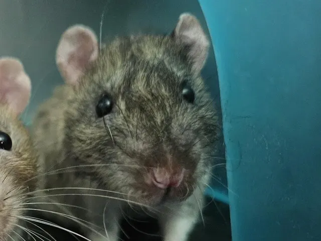 Cotija*