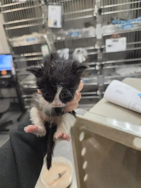 Adoptable Cat