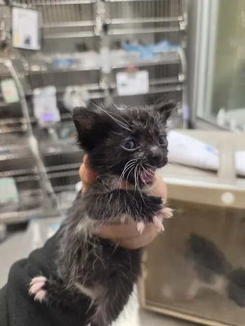 Adoptable Cat