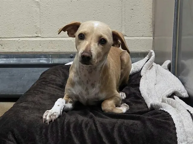 Adoptable Dog
