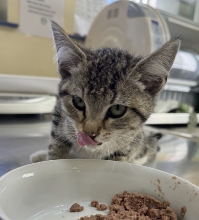 Adoptable Cat