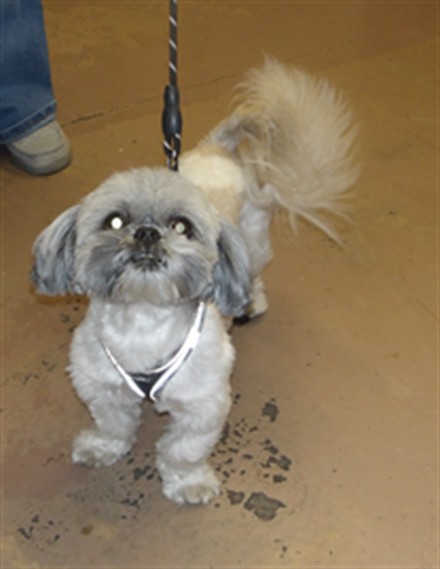 Adoptable Dog
