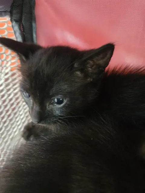 Hazel