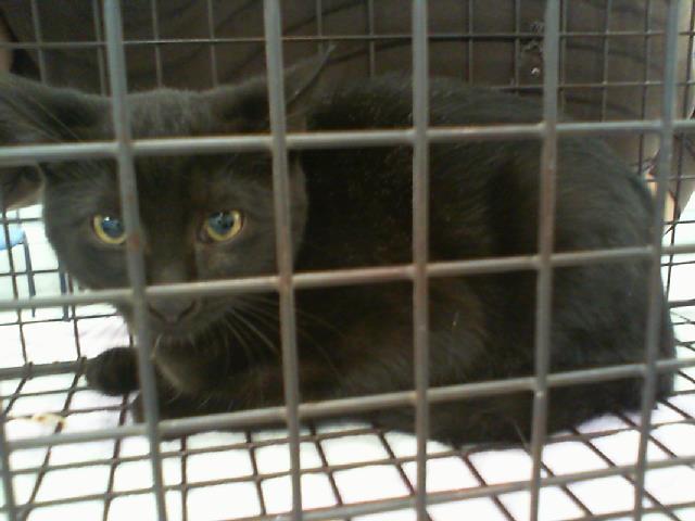 Adoptable Cat