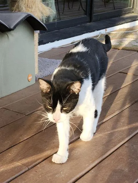 Adoptable Cat