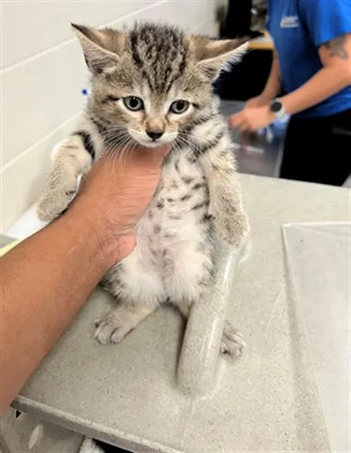 Adoptable Cat