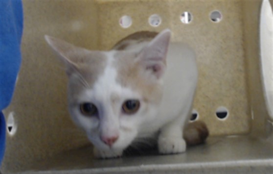 Adoptable Cat