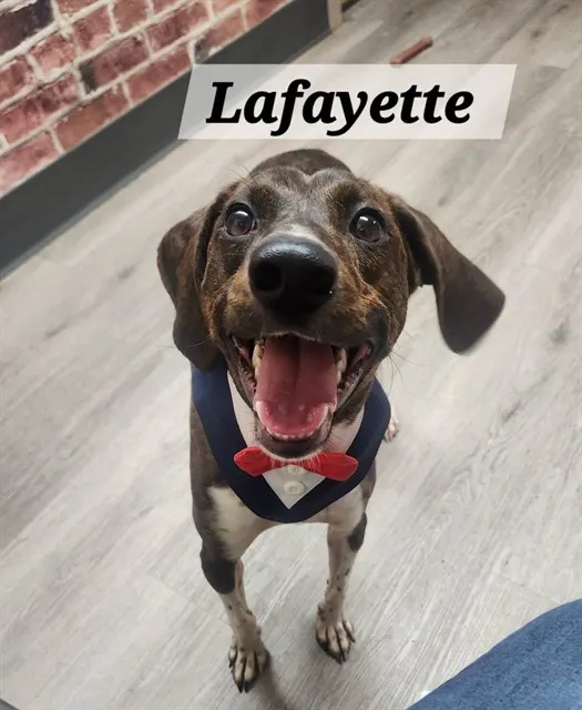 Lafayette