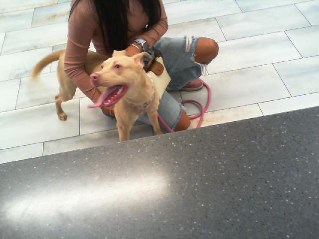 Adoptable Dog