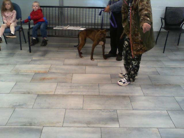 Adoptable Dog