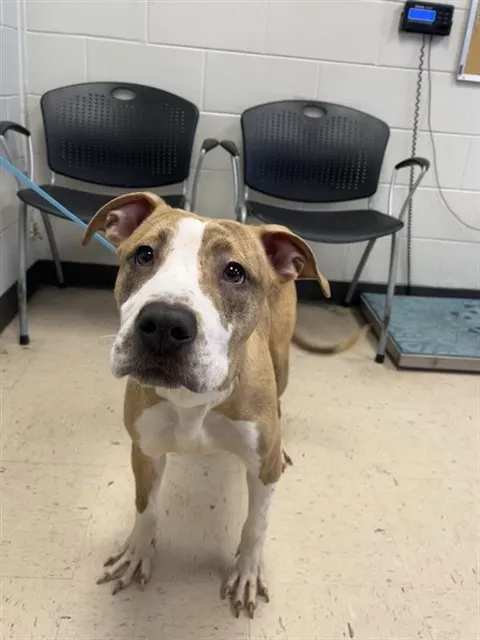 Adoptable Dog