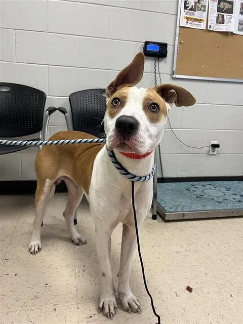 Adoptable Dog