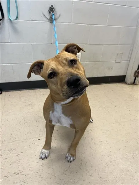 Adoptable Dog