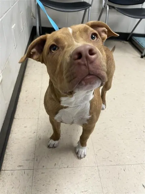 Adoptable Dog