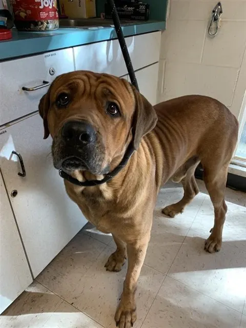 Adoptable Dog