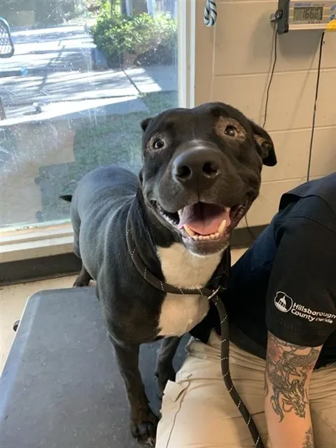 Adoptable Dog