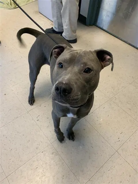 Adoptable Dog