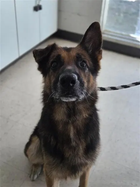 Adoptable Dog