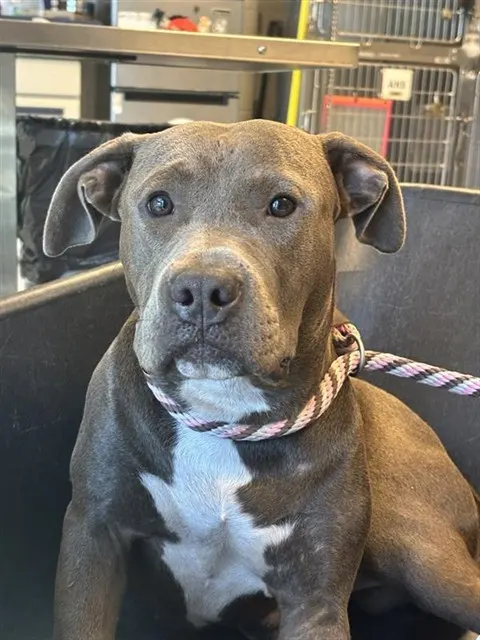 Adoptable Dog